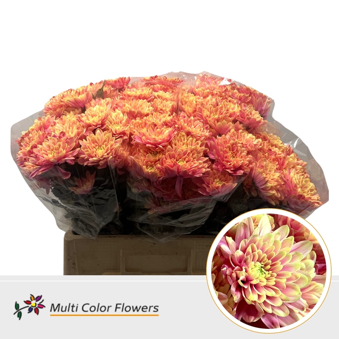 <h4>Chr T Baltica Sex on the beach</h4>