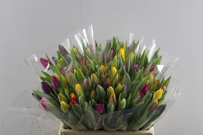 <h4>Tu En Gemengd</h4>