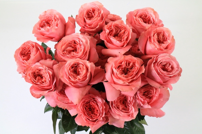 Rosa ec mandarin expression