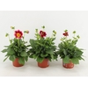 Dahlia (Miscellaneous Grp) Summerbe