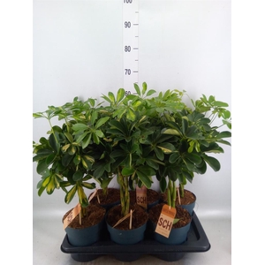 Schefflera arbor.   ...