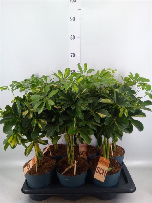 <h4>Schefflera arbor.   ...</h4>