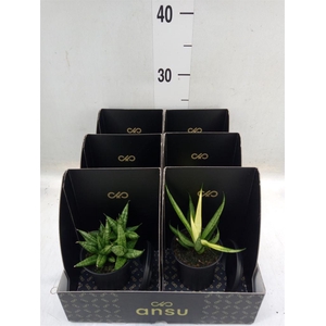 Sansevieria   ...