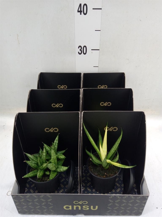 <h4>Sansevieria ...</h4>
