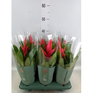 Vriesea  'Intenso Pink'