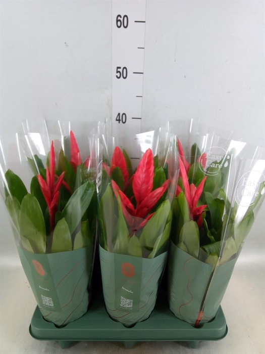 <h4>Vriesea  'Intenso Pink'</h4>