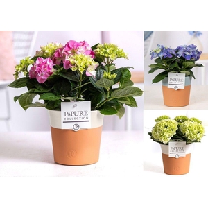 Hydrangea mix in P&PURE Terra Cotta 4 ass.2
