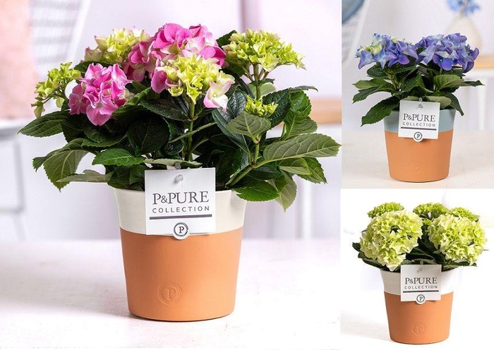 <h4>Hydrangea mix in P&PURE Terra Cotta 4 ass.2</h4>