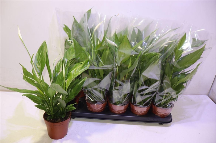 <h4>arr8 Spath Alana</h4>