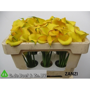 ZANT OV