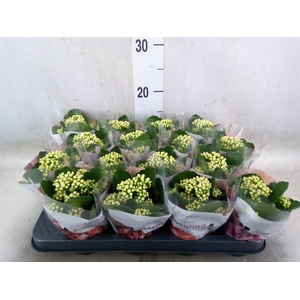 Kalanchoe blos. 'RosDon Dione'