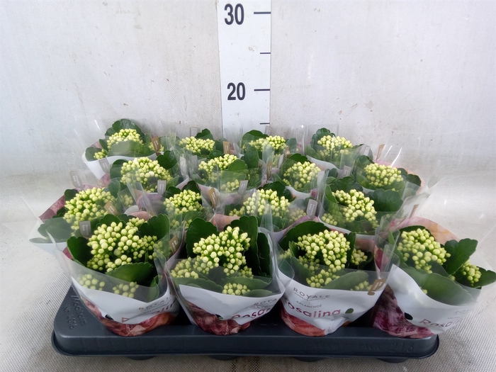 <h4>Kalanchoe blos. 'RosDon Dione'</h4>