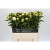 Paeonia Edens Temptation