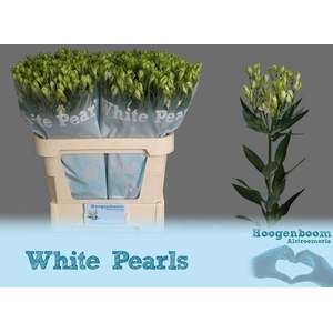 Alstroemeria fl white pearls