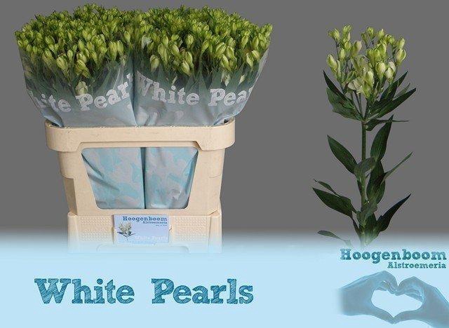 <h4>Alstroemeria fl white pearls</h4>