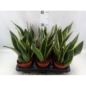 Sansevieria  'Star Canary'