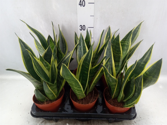 Sansevieria  'Star Canary'