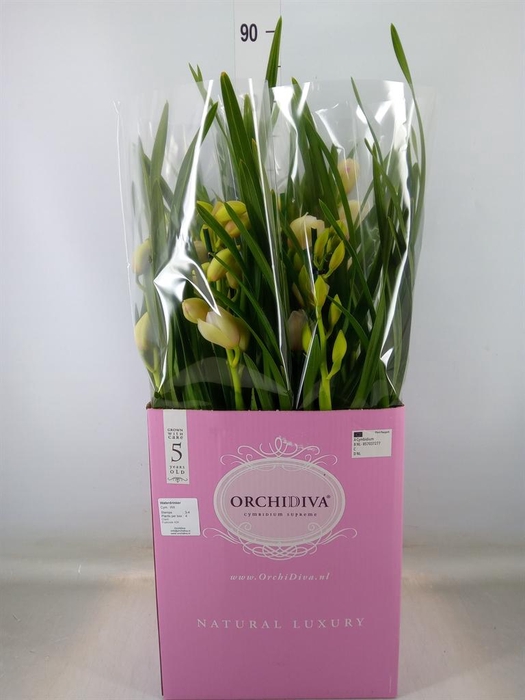 <h4>Cymbidium   ...</h4>
