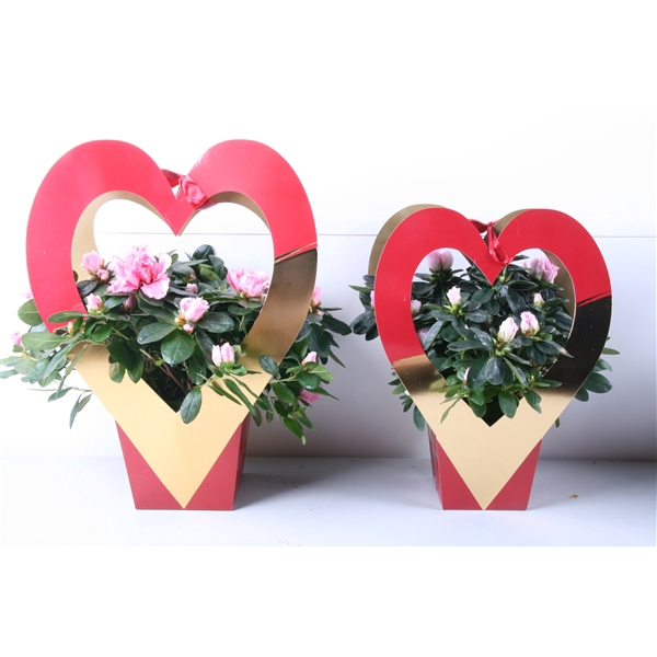 <h4>161 : Azalea p12 mix in draagtas hart rood/roze/goud Valentijn-Moederdag</h4>