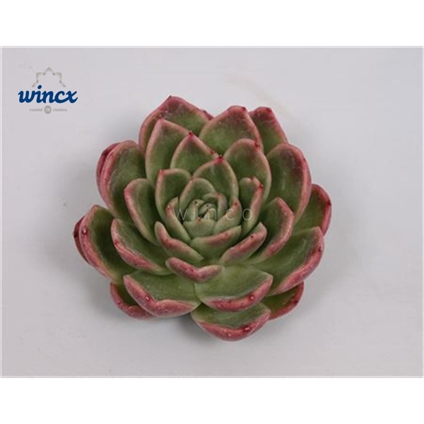 <h4>Echeveria Gilva (red) Cutflower</h4>