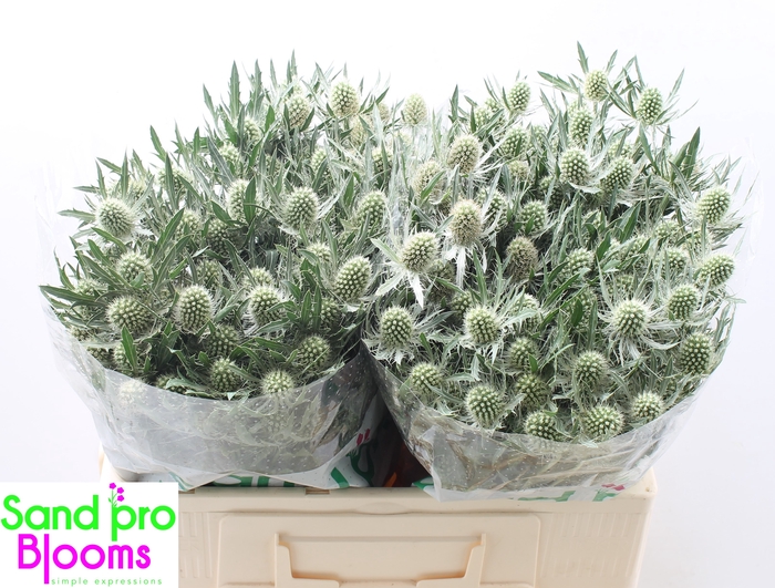 <h4>Eryngium Magical White Lagoon</h4>