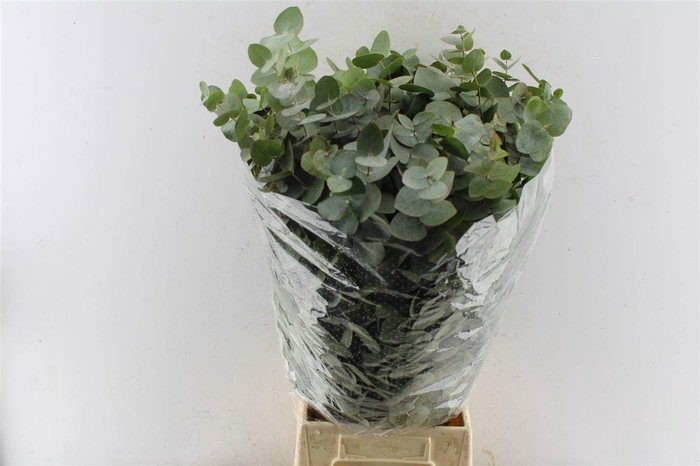 <h4>EUC CINEREA PER BOS</h4>