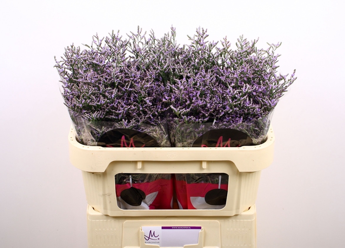 <h4>LIM OV SKYLIGHT</h4>