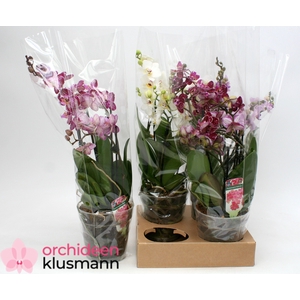 PHAL GEM