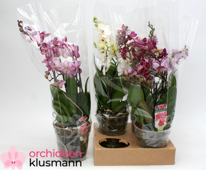 <h4>PHAL GEM</h4>