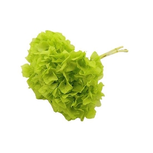 Bunch Hydrangea Pres.