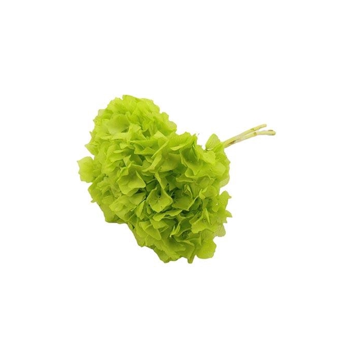 <h4>Bunch Hydrangea Pres.</h4>