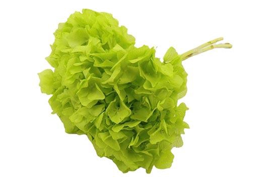 Bunch Hydrangea Pres.