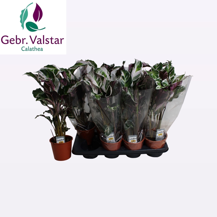 <h4>CALAT FUSION WHITE</h4>