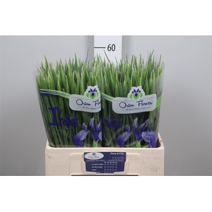 Iris Blue Magic