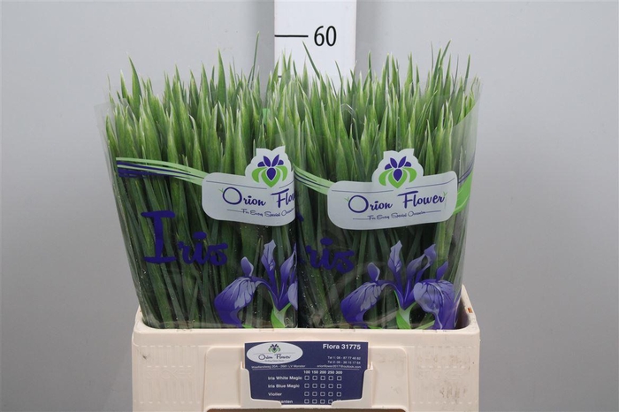 <h4>Iris Blue Magic</h4>