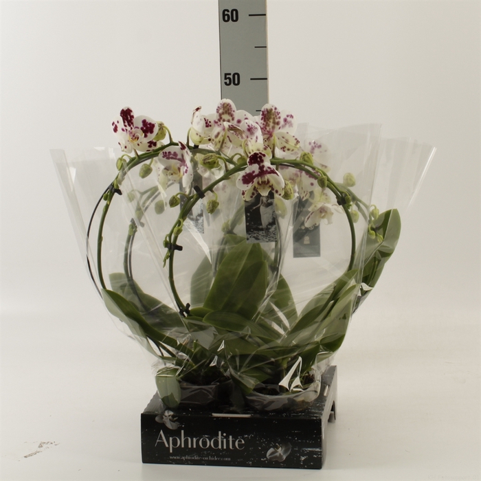 <h4>Phalaenopsis   ...</h4>