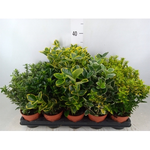 Euonymus japon.   ...mix