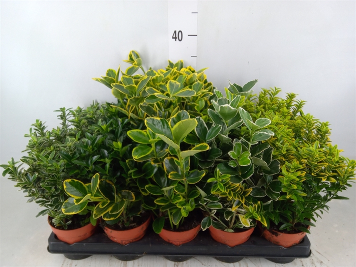 <h4>Euonymus japon.   ...mix</h4>