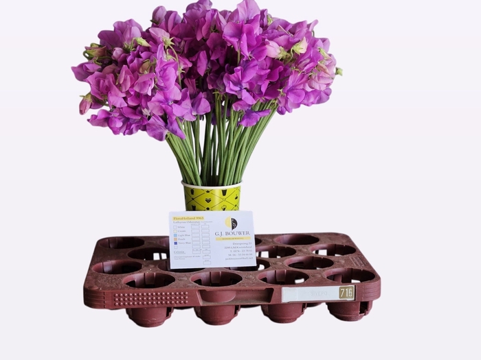 <h4>LATHYR WI SUNS MAUVE</h4>