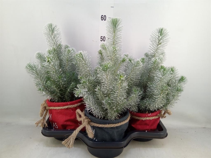 <h4>Pinus pinea 'Silver Crest'</h4>