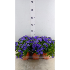 Campanula porten. 'Porto'