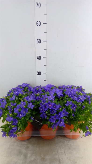 <h4>Campanula porten. 'Porto'</h4>