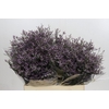 Limonium ov Safora Lilac