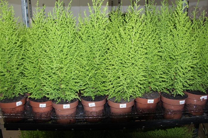 <h4>TUIA HOLANDESA P14</h4>
