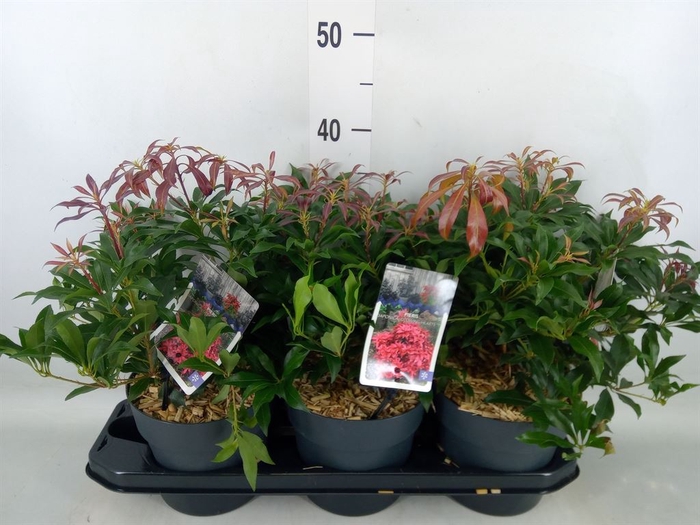 <h4>Pieris japonica</h4>