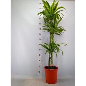 Dracaena fr de 'LemonLime'