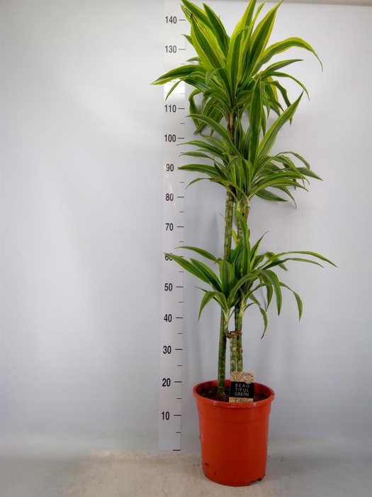 <h4>Dracaena fr de 'LemonLime'</h4>