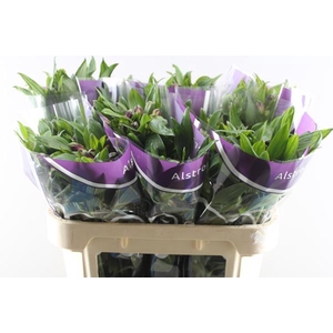 Alstr Carline (lila)