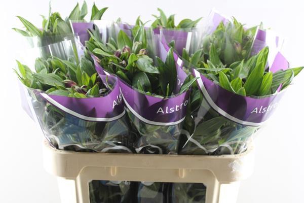 <h4>Alstr Carline (lila)</h4>