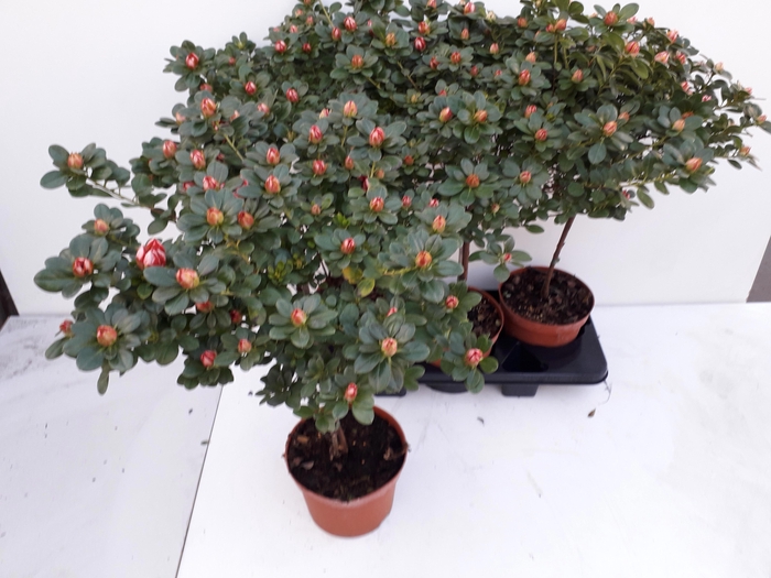 <h4>RHODO SI OV</h4>